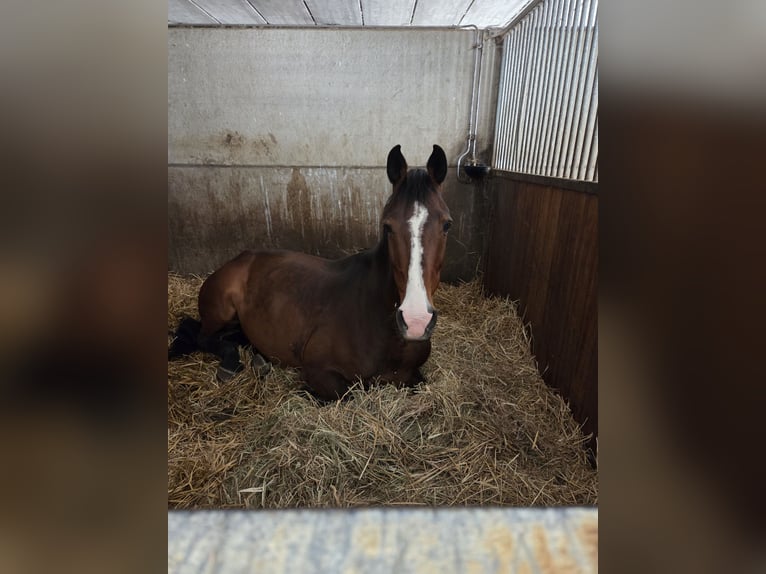 Belgisches Warmblut Wallach 14 Jahre 165 cm Brauner in Lier