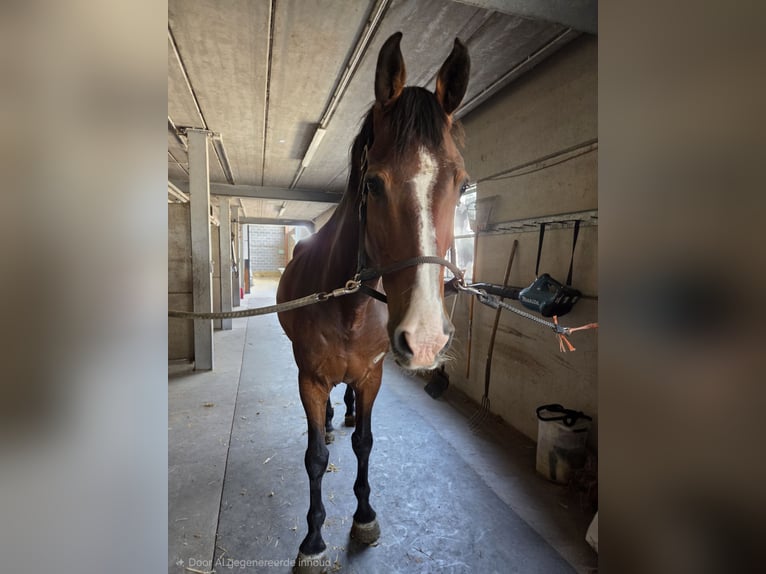 Belgisches Warmblut Wallach 14 Jahre 165 cm Brauner in Lier