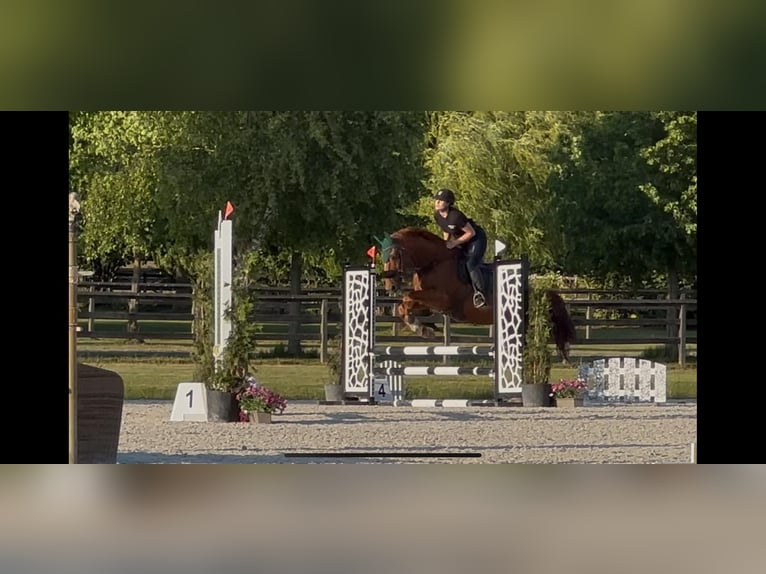 Belgisches Warmblut Wallach 14 Jahre 166 cm Fuchs in Heusden zolder