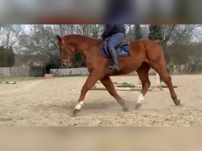Belgisches Warmblut Wallach 14 Jahre 166 cm Fuchs in Heusden zolder