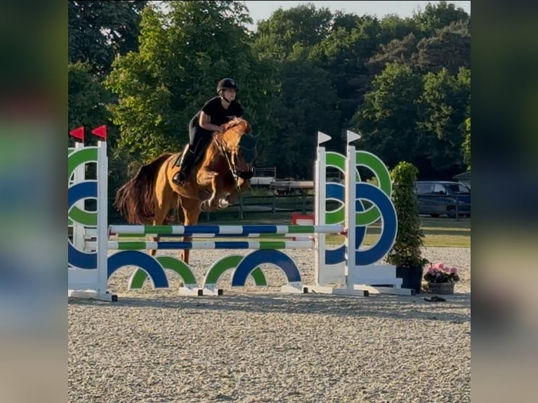 Belgisches Warmblut Wallach 14 Jahre 166 cm Fuchs in Heusden zolder