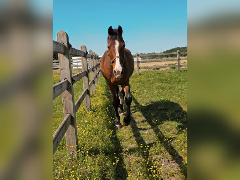 Belgisches Warmblut Wallach 14 Jahre 167 cm Brauner in Lier