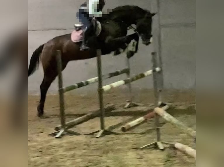 Belgisches Warmblut Wallach 14 Jahre 167 cm Brauner in Lier