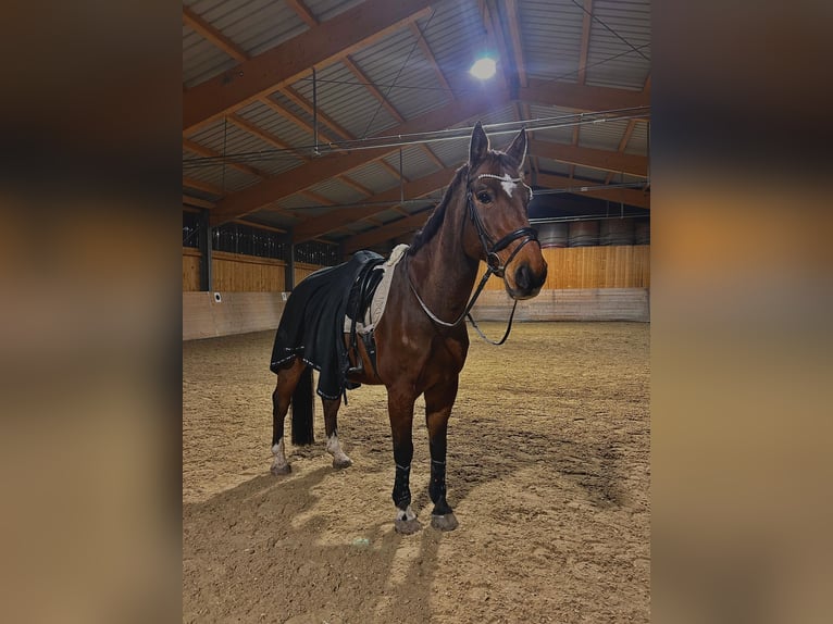 Belgisches Warmblut Wallach 14 Jahre 170 cm Brauner in Vöcklabruck