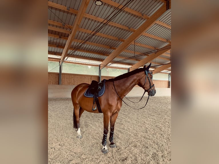 Belgisches Warmblut Wallach 14 Jahre 170 cm Brauner in Vöcklabruck