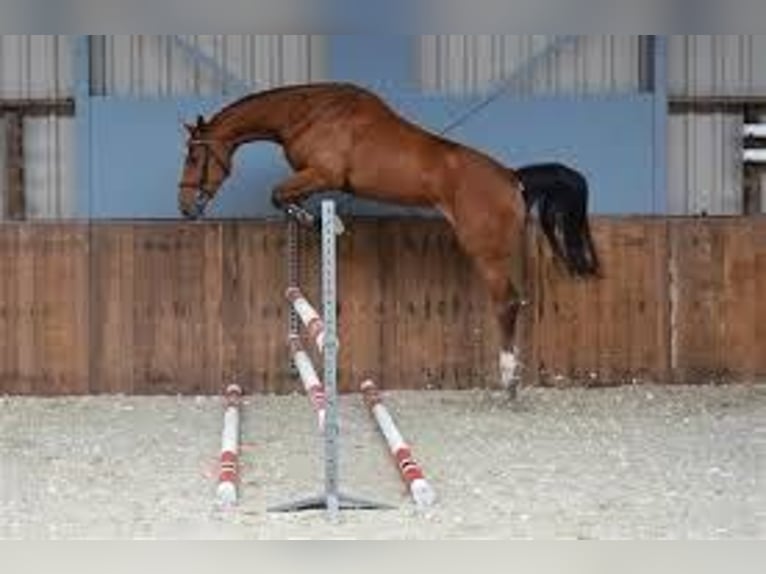 Belgisches Warmblut Wallach 14 Jahre 170 cm Brauner in Vöcklabruck