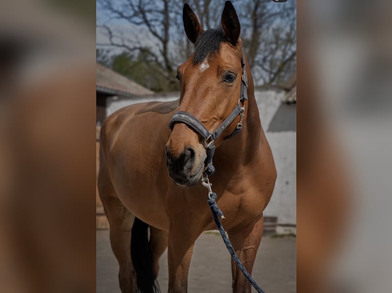 Belgisches Warmblut Wallach 14 Jahre 170 cm Rotbrauner in Robercin