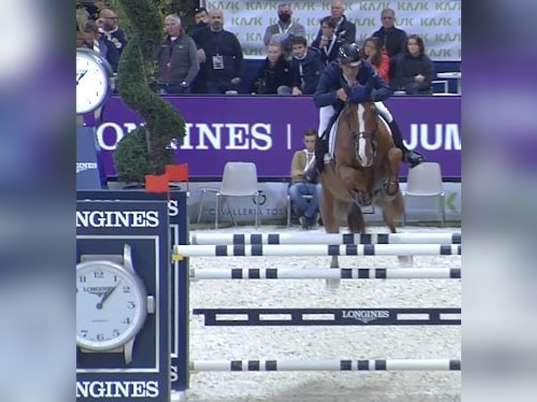 Belgisches Warmblut Wallach 14 Jahre 172 cm Fuchs in Roma