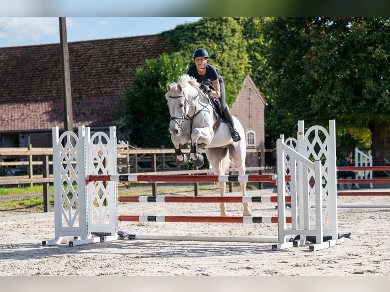 Belgisches Warmblut Wallach 14 Jahre 174 cm Schimmel in Kaulille