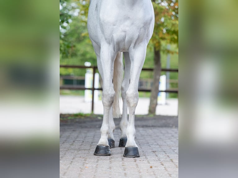 Belgisches Warmblut Wallach 14 Jahre 174 cm Schimmel in Kaulille