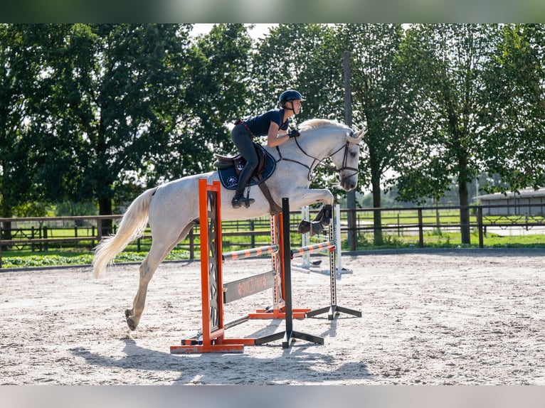Belgisches Warmblut Wallach 14 Jahre 174 cm Schimmel in Kaulille
