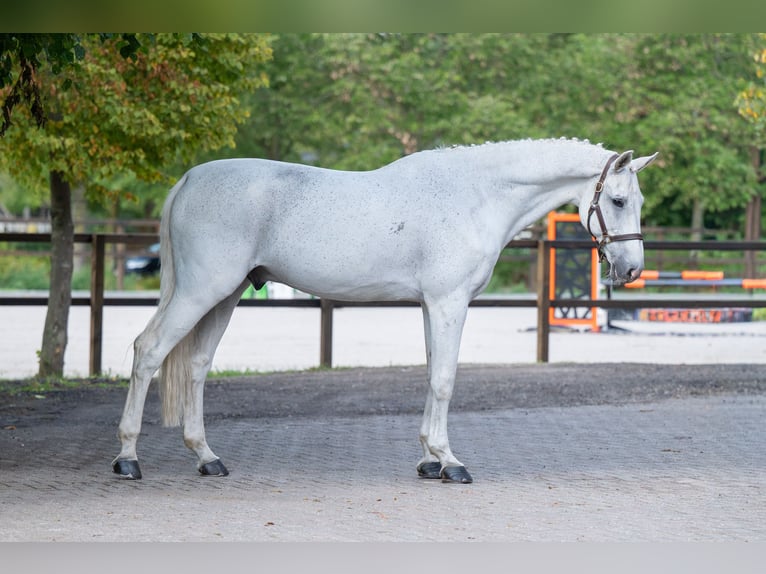 Belgisches Warmblut Wallach 14 Jahre 174 cm Schimmel in Kaulille