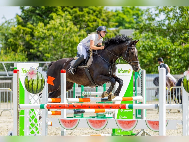 Belgisches Warmblut Wallach 14 Jahre 175 cm Rappe in Geel