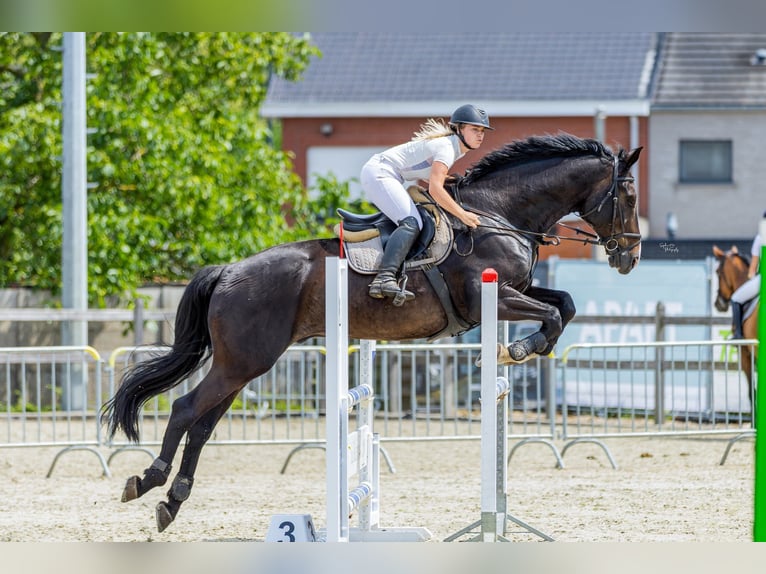 Belgisches Warmblut Wallach 14 Jahre 175 cm Rappe in Geel