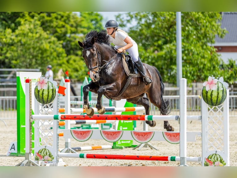 Belgisches Warmblut Wallach 14 Jahre 175 cm Rappe in Geel