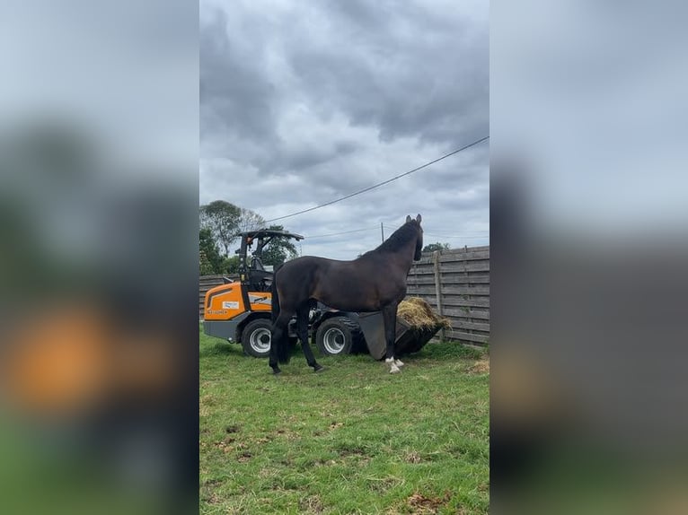 Belgisches Warmblut Wallach 14 Jahre 175 cm Rappe in Geel