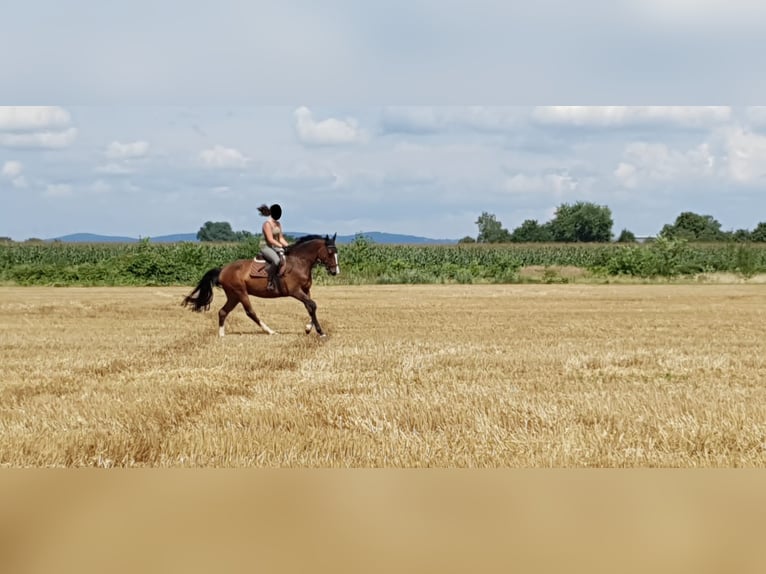 Belgisches Warmblut Wallach 15 Jahre 163 cm Brauner in Babenhausen