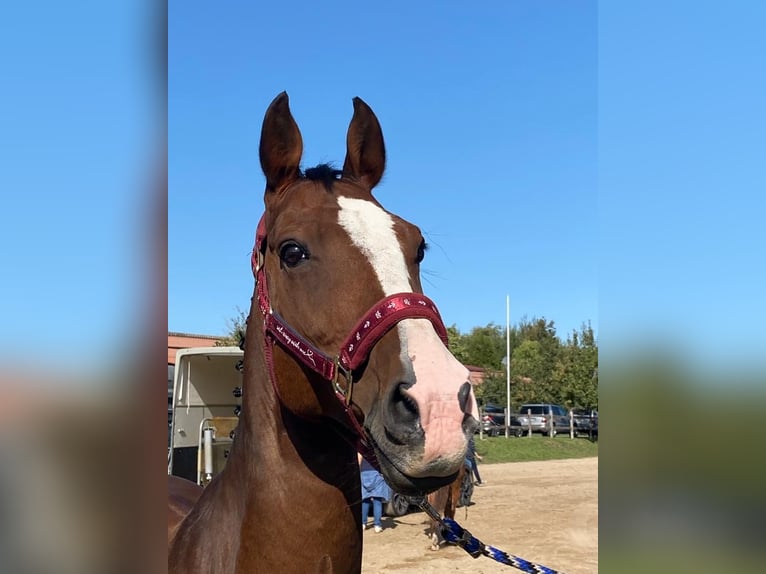 Belgisches Warmblut Wallach 15 Jahre 163 cm Brauner in Babenhausen