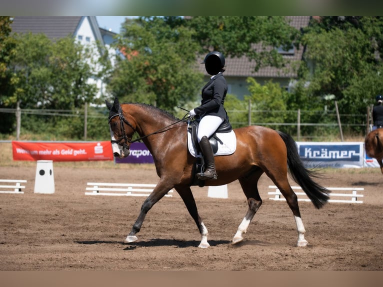 Belgisches Warmblut Wallach 15 Jahre 163 cm Brauner in Babenhausen