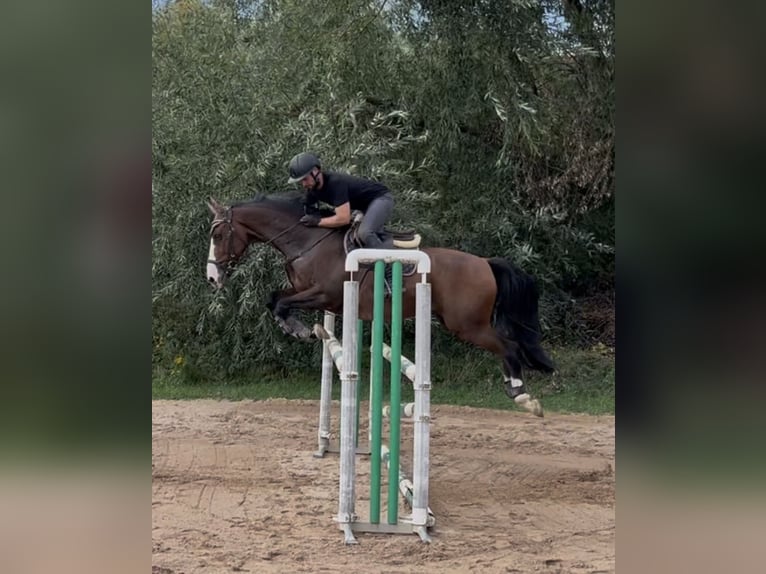 Belgisches Warmblut Wallach 15 Jahre 163 cm Brauner in Babenhausen