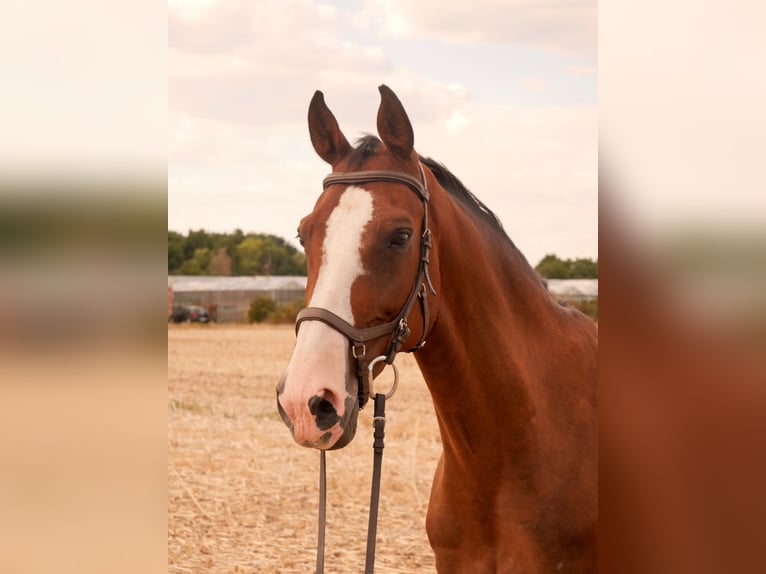 Belgisches Warmblut Wallach 15 Jahre 163 cm Brauner in Babenhausen