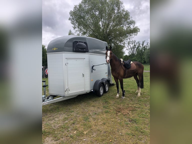 Belgisches Warmblut Wallach 15 Jahre 163 cm Brauner in Babenhausen