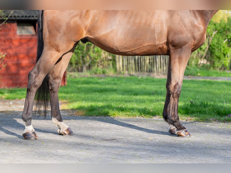 Belgisches Warmblut Wallach 15 Jahre 166 cm  in GROTE-BROGEL