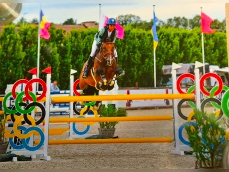 Belgisches Warmblut Wallach 15 Jahre 167 cm Brauner in Pittem