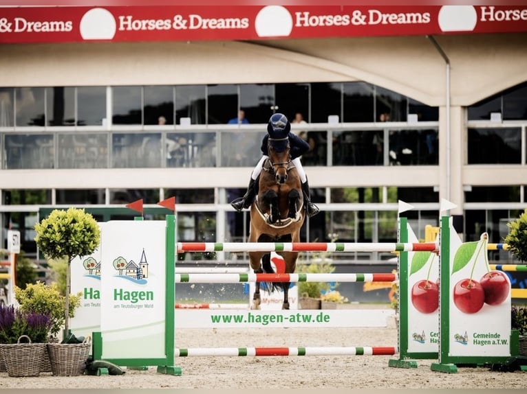 Belgisches Warmblut Wallach 15 Jahre 168 cm Rotbrauner in Omagh