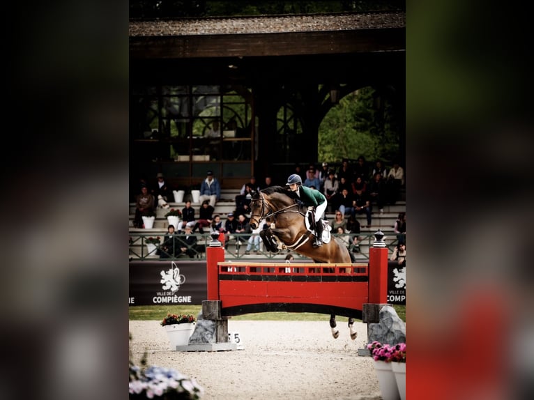Belgisches Warmblut Wallach 15 Jahre 168 cm Rotbrauner in Omagh