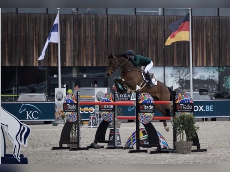 Belgisches Warmblut Wallach 15 Jahre 168 cm Rotbrauner in Omagh