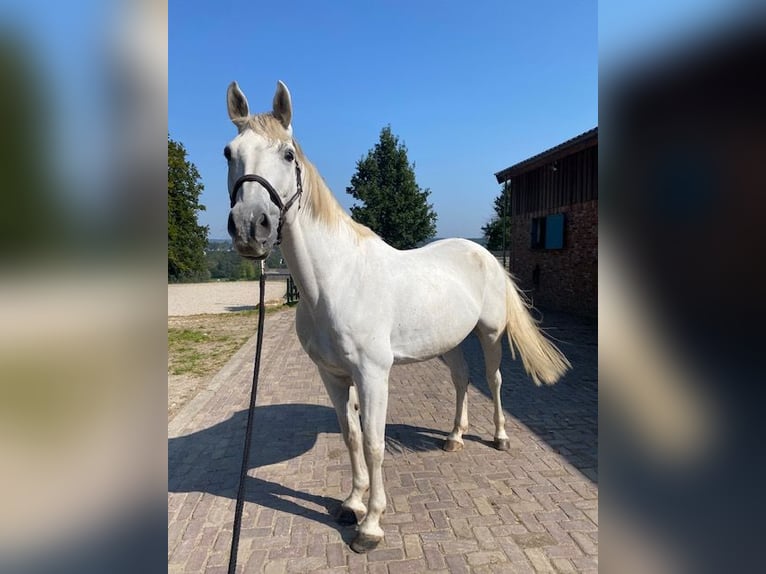 Belgisches Warmblut Wallach 15 Jahre 171 cm Schimmel in Hergenrath