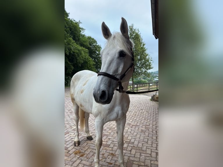 Belgisches Warmblut Wallach 15 Jahre 171 cm Schimmel in Hergenrath