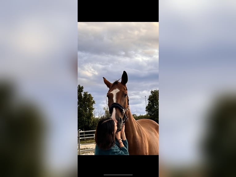 Belgisches Warmblut Wallach 15 Jahre 175 cm Brauner in Fallbach