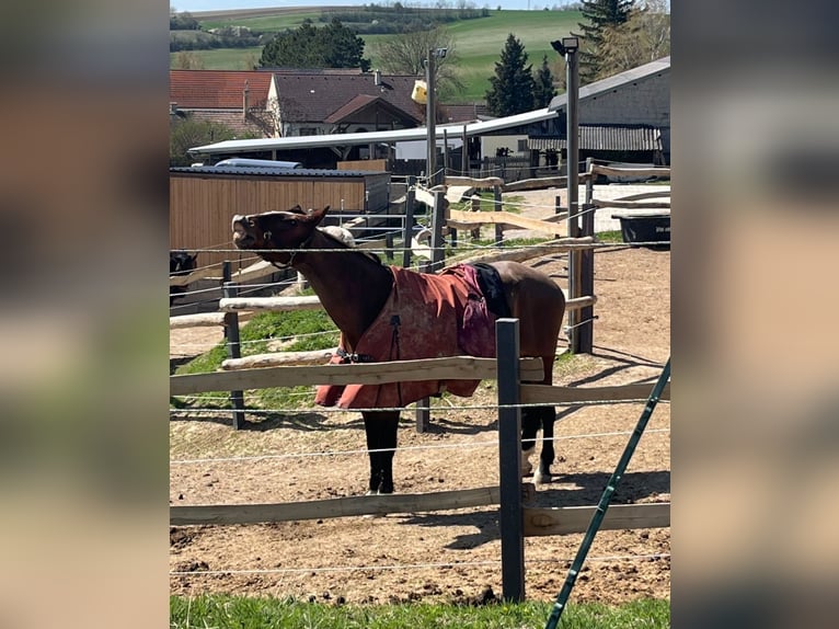 Belgisches Warmblut Wallach 15 Jahre 175 cm Brauner in Fallbach