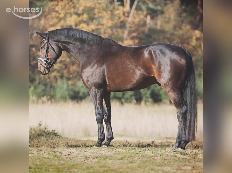 Belgisches Warmblut Wallach 15 Jahre 176 cm Dunkelbrauner in Fijnaart