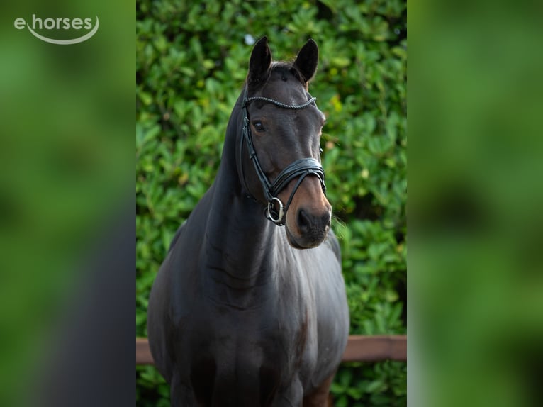 Belgisches Warmblut Wallach 15 Jahre 176 cm Dunkelbrauner in Fijnaart
