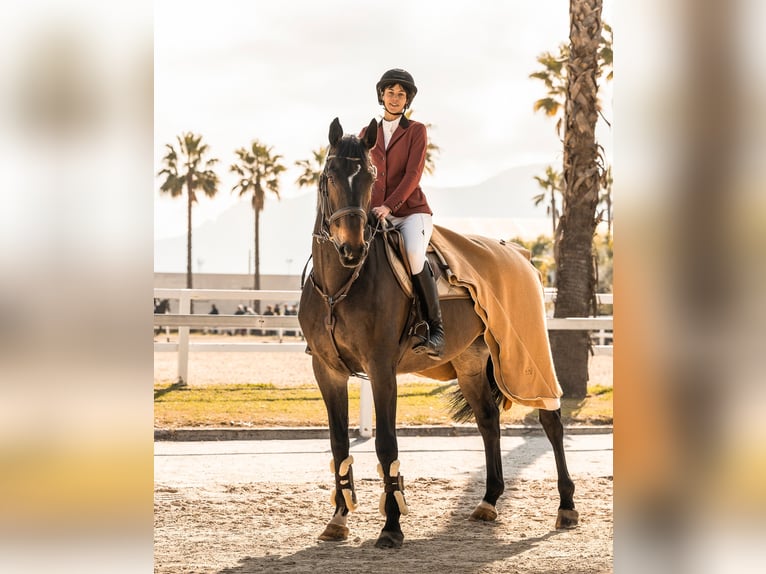 Belgisches Warmblut Wallach 15 Jahre 180 cm Dunkelbrauner in Koekelare