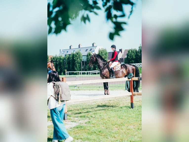 Belgisches Warmblut Wallach 15 Jahre 180 cm Dunkelbrauner in Koekelare