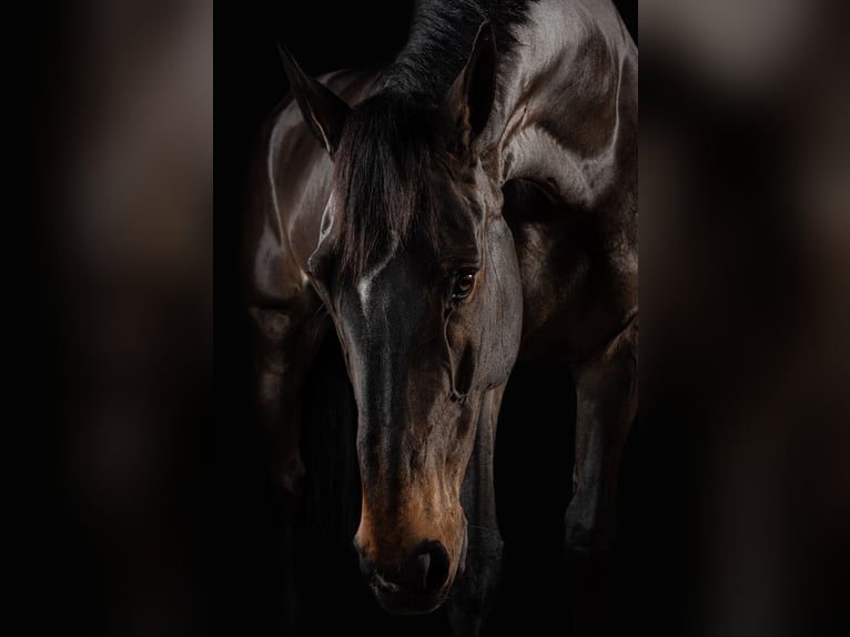 Belgisches Warmblut Wallach 15 Jahre 180 cm Dunkelbrauner in Koekelare