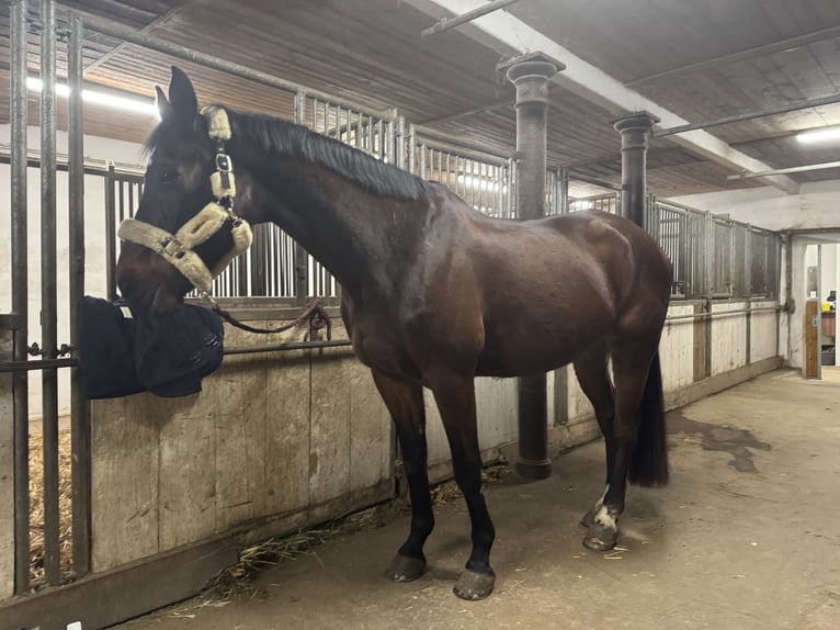 Belgisches Warmblut Wallach 16 Jahre 170 cm Brauner in Karnabrunn