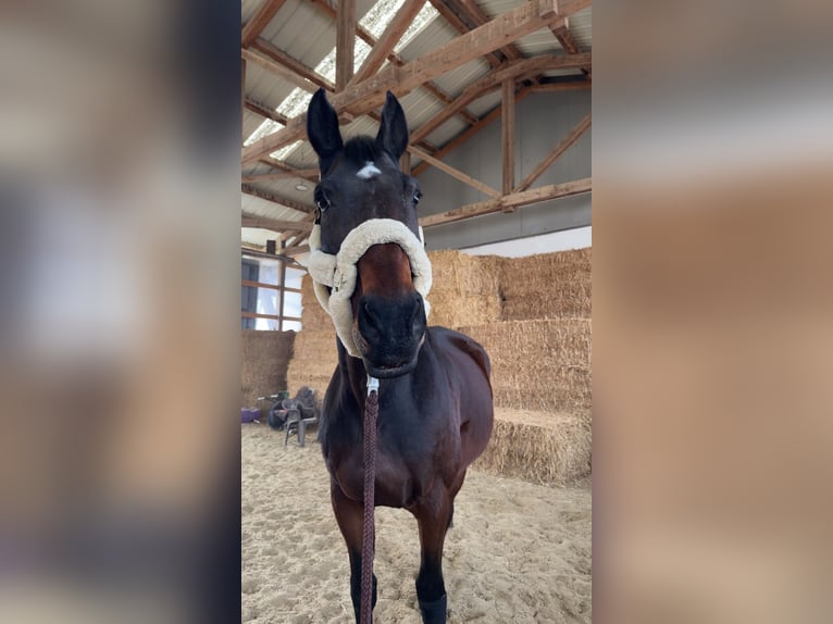 Belgisches Warmblut Wallach 16 Jahre 170 cm Brauner in Karnabrunn