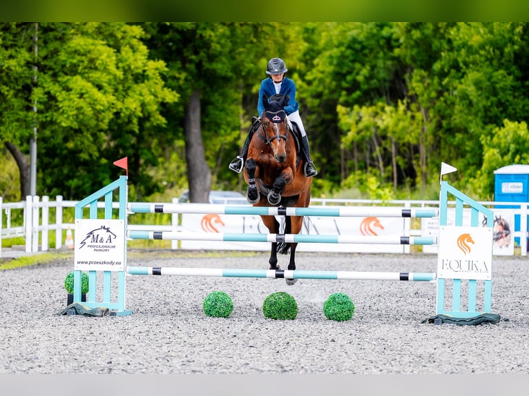 Belgisches Warmblut Wallach 16 Jahre 173 cm Dunkelbrauner in Czechowice-Dziedzice
