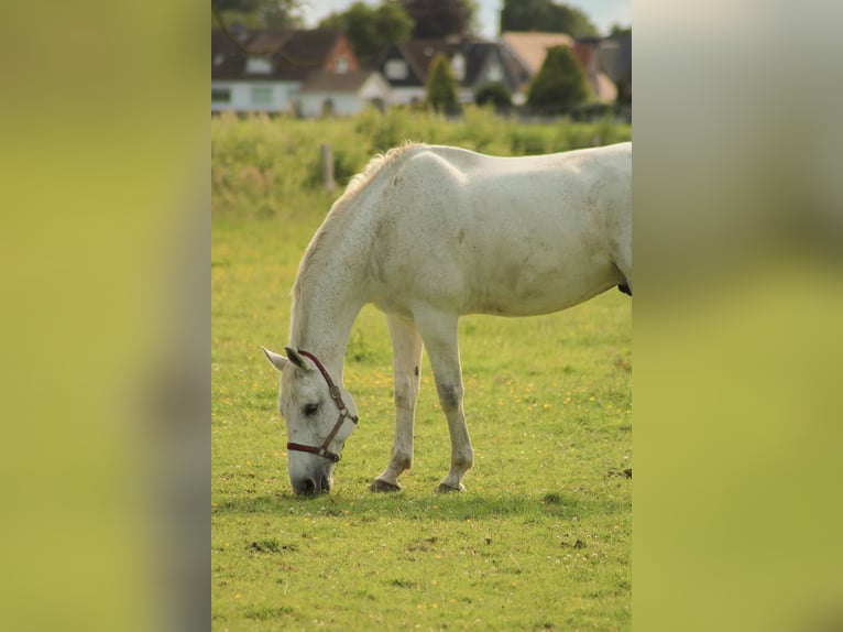 Belgisches Warmblut Wallach 16 Jahre 173 cm Schimmel in Grube
