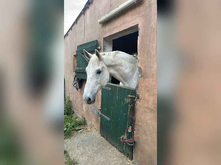 Belgisches Warmblut Wallach 16 Jahre 173 cm Schimmel in Grube