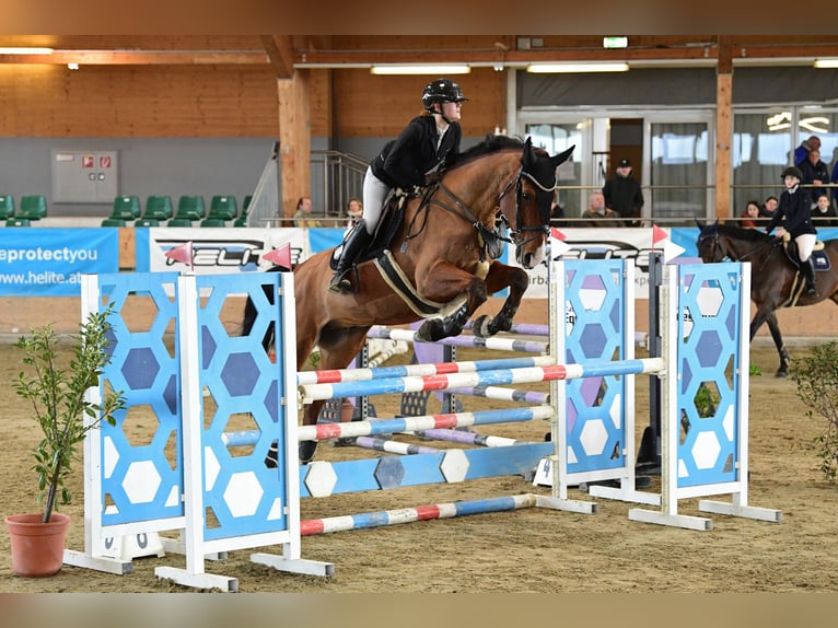 Belgisches Warmblut Wallach 16 Jahre 174 cm Brauner in Heiligenkreuz