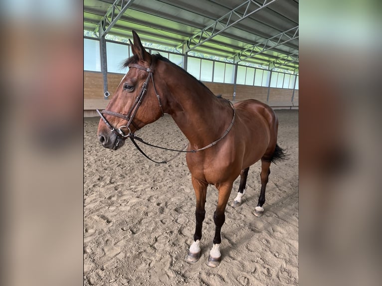 Belgisches Warmblut Wallach 16 Jahre 175 cm Brauner in St.Ruprecht