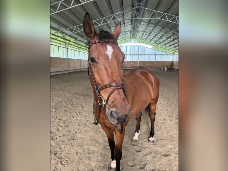 Belgisches Warmblut Wallach 16 Jahre 175 cm Brauner in St.Ruprecht