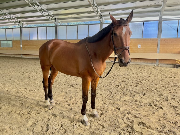 Belgisches Warmblut Wallach 16 Jahre 175 cm Brauner in St.Ruprecht