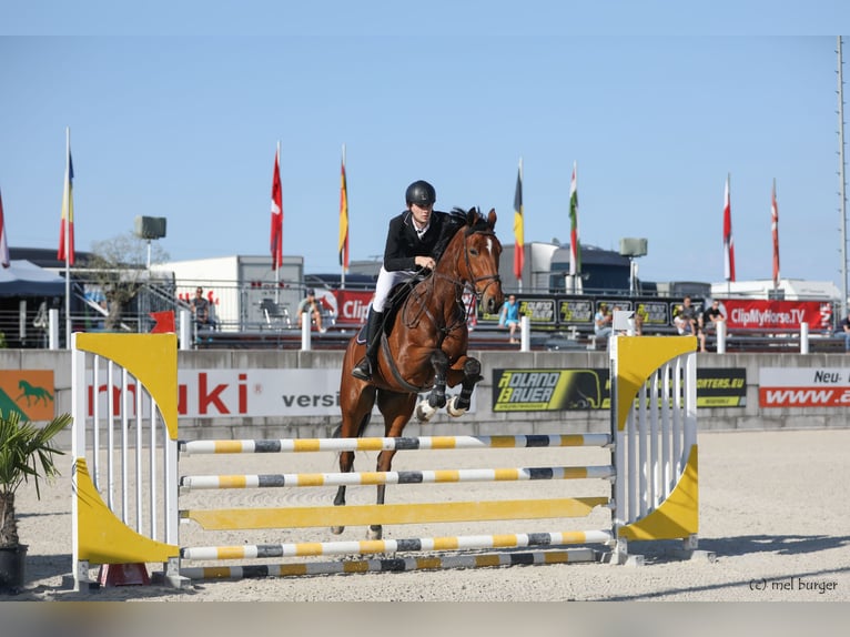 Belgisches Warmblut Wallach 16 Jahre 175 cm Brauner in St.Ruprecht